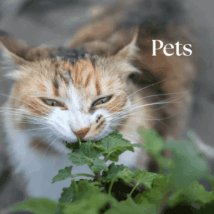 Calliopes Treasures Gift Store Home 4 Pets