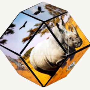 Shashibo - Wild Series, Savannah - Image 3