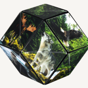 Shashibo - Wild Series, Forest - Image 2