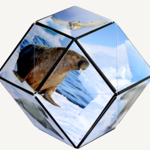 Shashibo - Wild Series, Arctic - Image 3